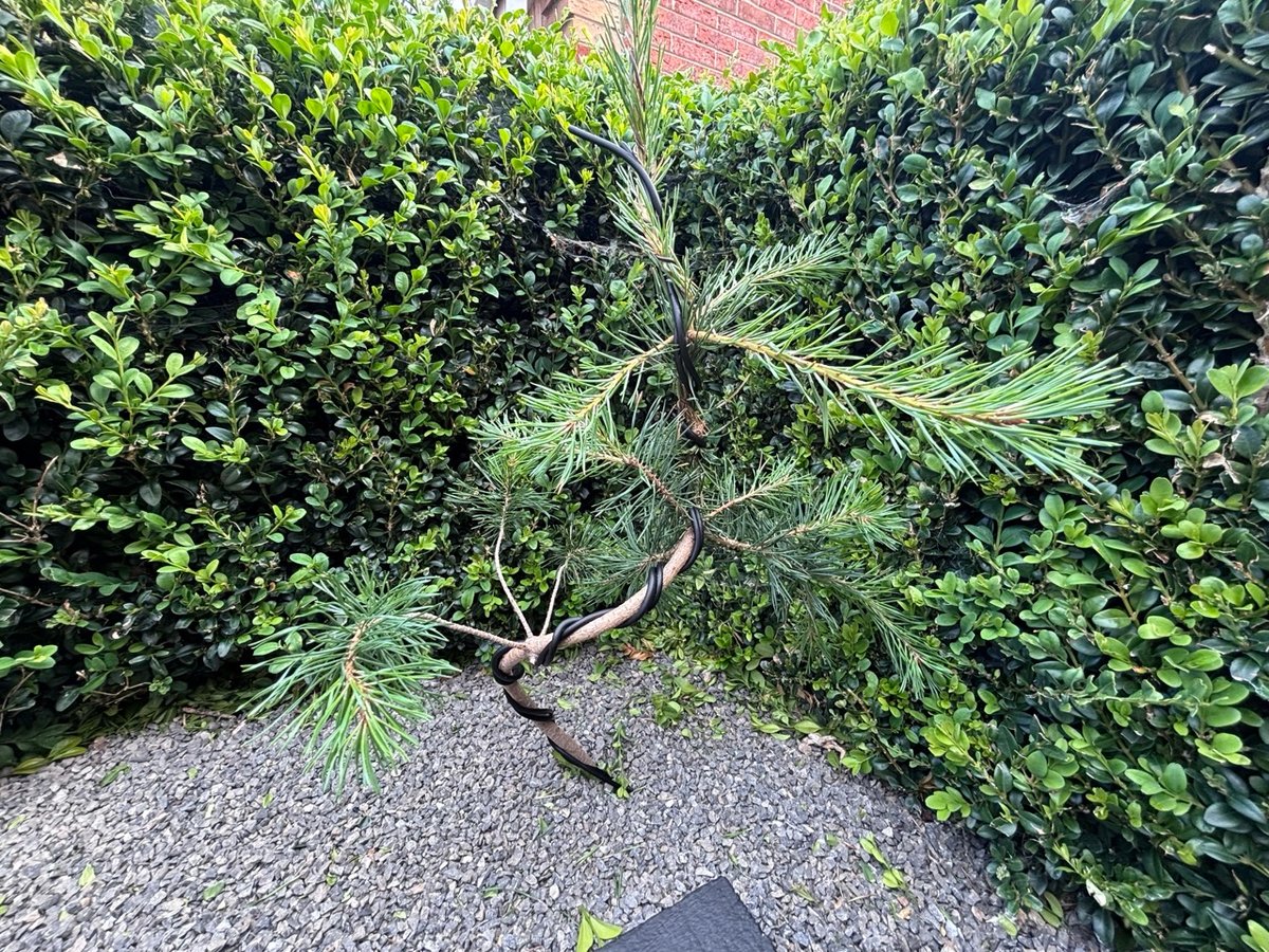 Pine two 
