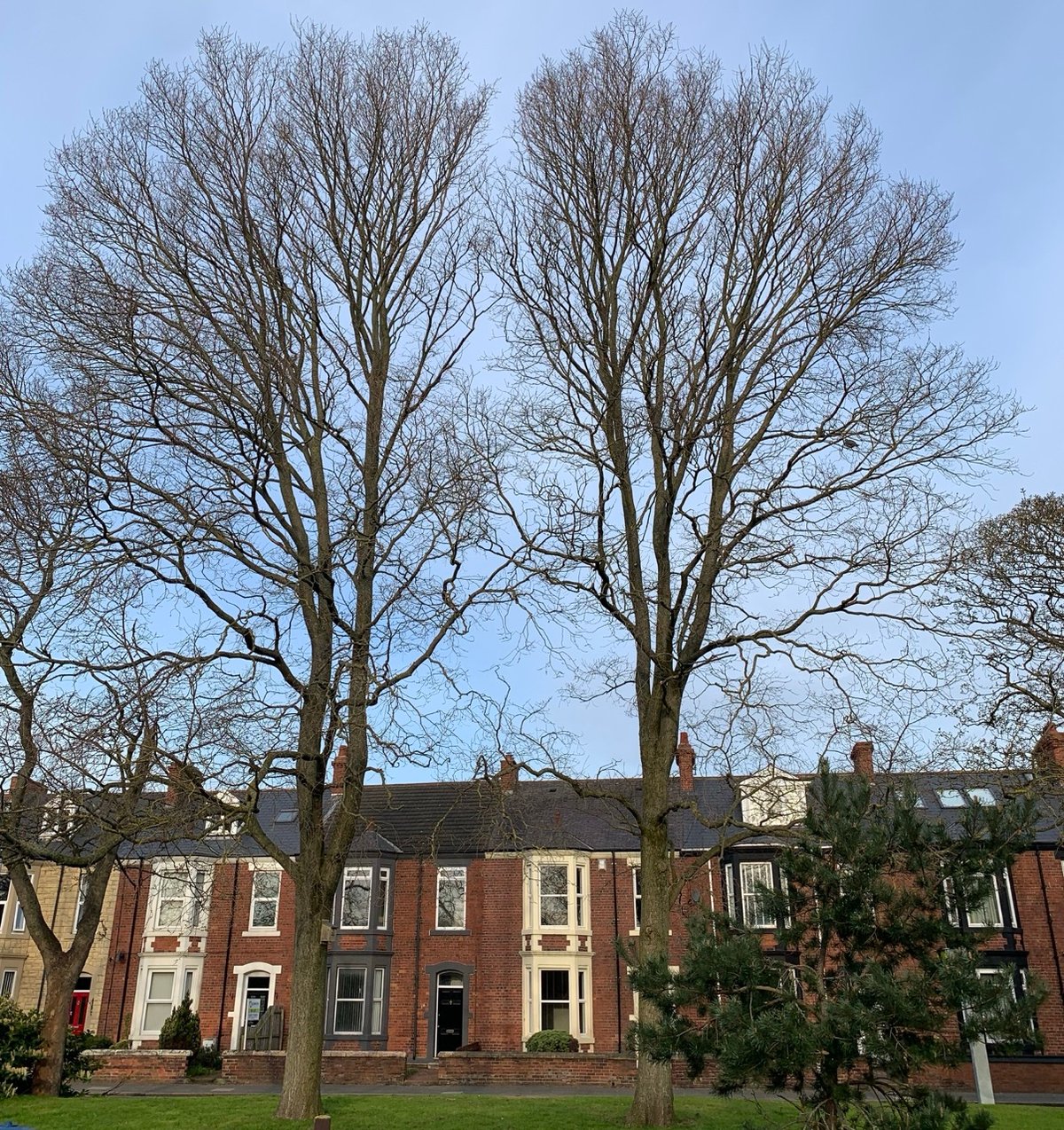 elm Large.jpeg