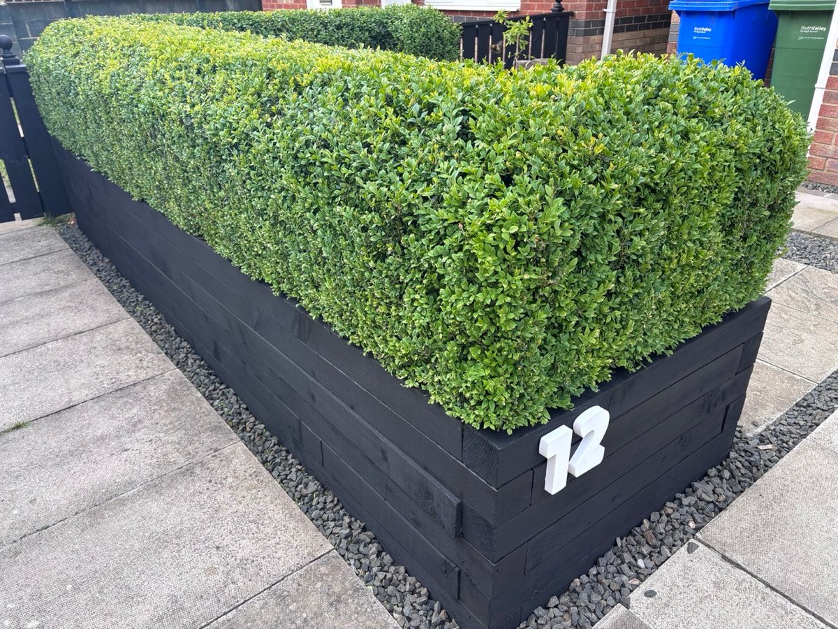 A now mature hedge