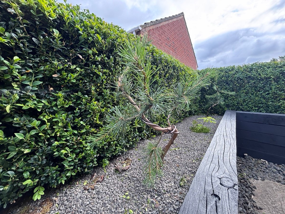 The side of pine one