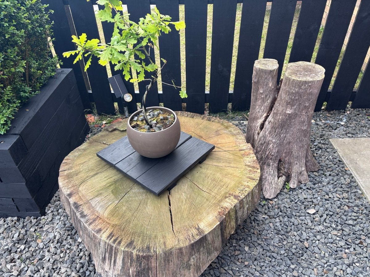 An oak bonsai being shaped, a slice of a 180 year old oak and an interesting stump from a a dual stemmed birch tree