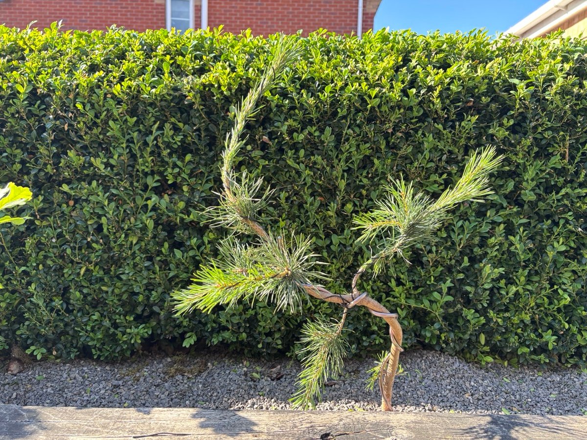 The front of pine one