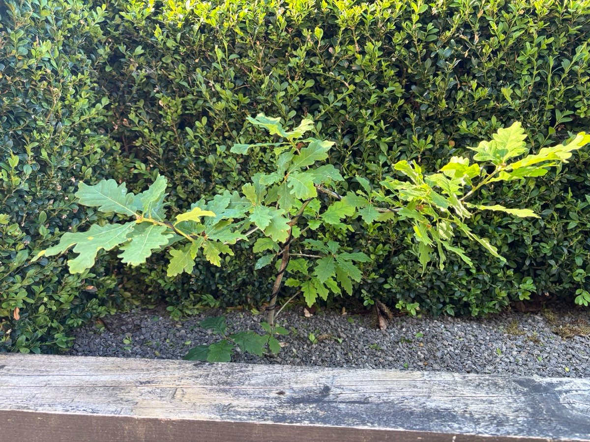 the oak is shaped