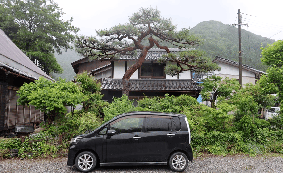 Someone has cared for this pine