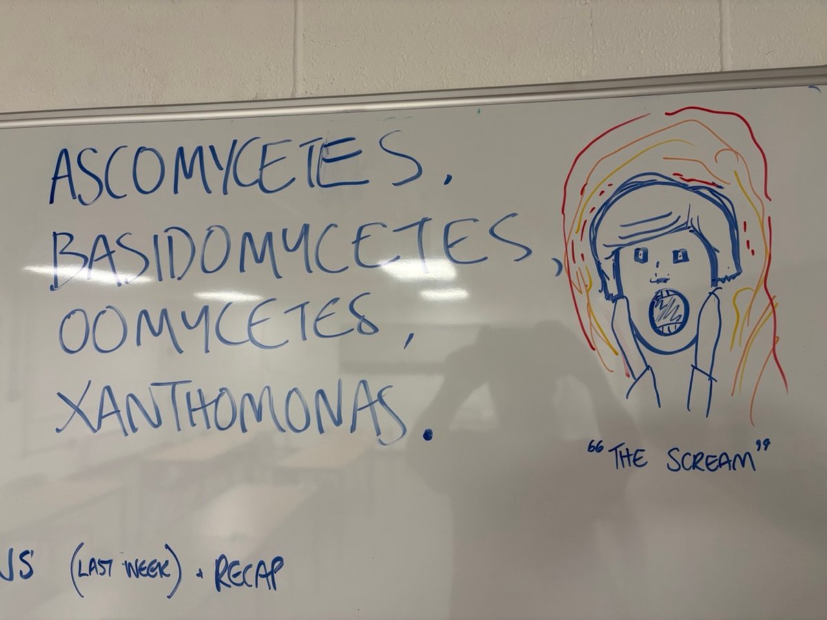 Image of my whiteboard showing the names of four major families of tree pests and diseases. Also had a crude drawing of Edvard Munchs’ “The Scream” because the students are terrified of long words, loathe latin and just want to be outside climbing trees